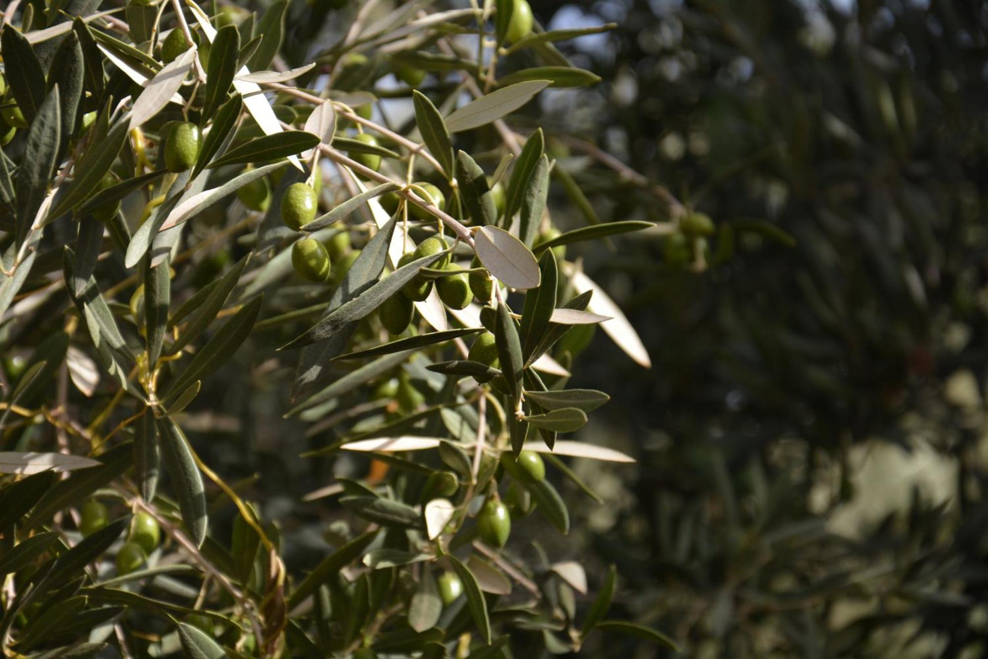 מלון Dar Arraha אואירגאנה מראה חיצוני תמונה